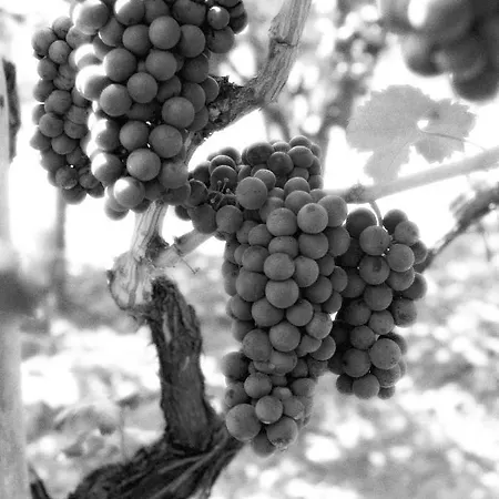 Bed & Breakfast Terra Jovia Wine